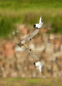 Sterna Hirundo Images Stampe: Common Tern, Sterna hirundo