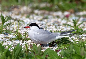 Texel Island Wildlife Stampe: Common Tern, Sterna hirundo