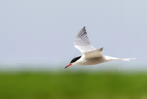 Texel Island Wildlife Stampe: Common Tern, Sterna hirundo