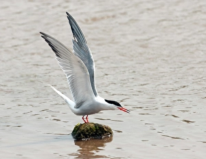 Nature Photography Greece Stampe: Common Tern, Sterna hirundo