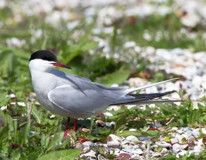 Wild Bird Species Stampe: Common Tern, Sterna hirundo
