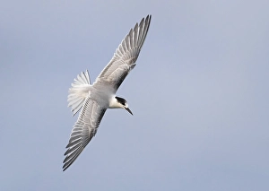 Blue Sky Wildlife Scene Stampe: Common Tern, Sterna hirundo