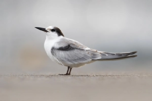 Natural Environment Bird Photos Stampe: Common Tern, Sterna hirundo