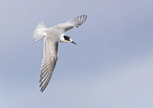 Common Tern In Flight Stampe: Common Tern, Sterna hirundo