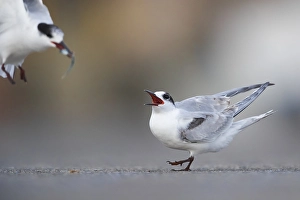 European Bird Behaviour Stampe: Common Tern, Sterna hirundo