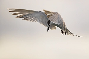 Azores Nature Photography Stampe: Common Tern, Sterna hirundo