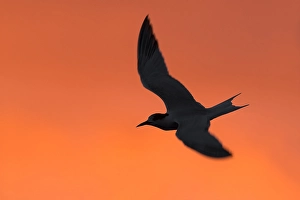 Orange Sunrise Background Stampe: Common Tern, Sterna hirundo