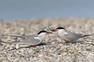 Sterna Hirundo Images Stampe: Common Tern, Sterna hirundo