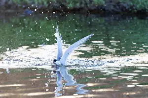 Bird Flying Over Water Stampe: Common Tern, Sterna hirundo
