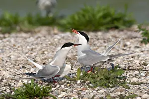 European Coastal Environment Stampe: Common Tern, Sterna hirundo