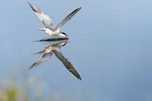 Wildlife In Greece Stampe: Common Tern, Sterna hirundo
