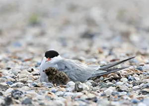 Sterna Hirundo Images Stampe: Common Tern, Sterna hirundo