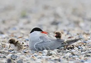 European Coastal Environment Stampe: Common Tern, Sterna hirundo