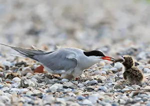 North Sea Nature Reserve Stampe: Common Tern, Sterna hirundo