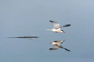 Bird Flight Photos Stampe: Common Tern, Sterna hirundo