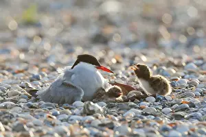 North Sea Nature Reserve Stampe: Common Tern, Sterna hirundo