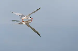 Wildlife In Greece Stampe: Common Tern, Sterna hirundo