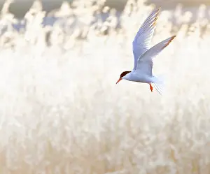 Sterna Hirundo Images Stampe: Common Tern, Sterna hirundo
