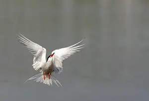 North Sea Coastal Birds Stampe: Common Tern, Sterna hirundo