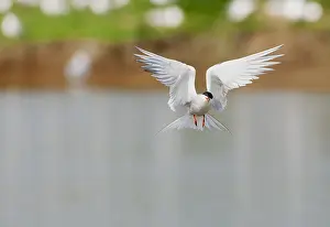 North Sea Nature Reserve Stampe: Common Tern, Sterna hirundo