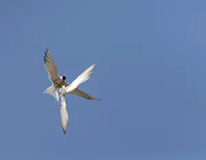 European Coastal Birds Stampe: Common Tern, Sterna hirundo
