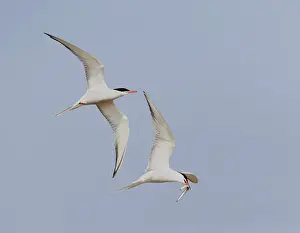 Blue Sky Bird Flight Stampe: Common Tern, Sterna hirundo