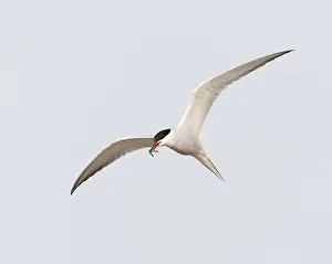European Coastal Environment Stampe: Common Tern, Sterna hirundo