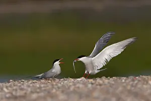 Sterna Hirundo Images Stampe: Common Tern, Sterna hirundo
