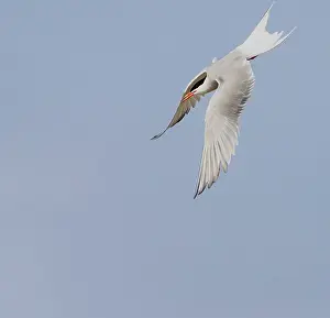 North Sea Nature Reserve Stampe: Common Tern, Sterna hirundo