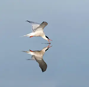 Sterna Hirundo Images Stampe: Common Tern, Sterna hirundo