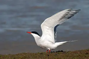 Sterna Hirundo Images Stampe: Common Tern, Sterna hirundo