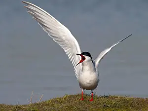 Coastal Wildlife Stampe: Common Tern, Sterna hirundo