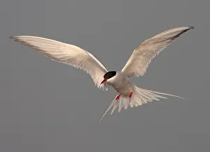 Free Nature Photography Stampe: Common Tern, Sterna hirundo