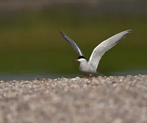 European Coastal Wildlife Stampe: Common Tern, Sterna hirundo