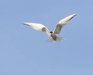 Bird Flight Photography Stampe: Common Tern, Sterna hirundo