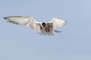 Bird Flight Photography Stampe: Common Tern, Sterna hirundo