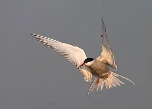 Common Tern In Flight Stampe: Common Tern, Sterna hirundo