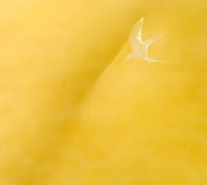 Bird Flying Over Water Stampe: Common Tern, Sterna hirundo