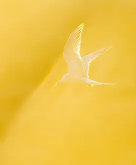 Bird Flight Photography Stampe: Common Tern, Sterna hirundo