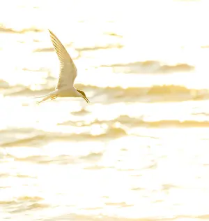 Wildlife Netherlands Stampe: Common Tern, Sterna hirundo