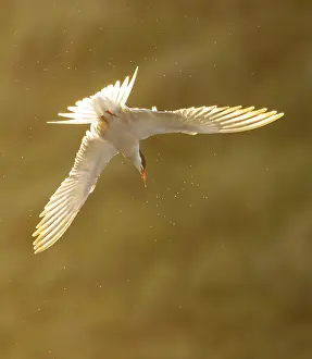 Bird Flying Over Water Stampe: Common Tern, Sterna hirundo