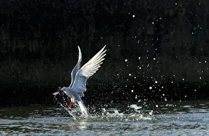 Common Tern In Flight Stampe: Common Tern, Sterna hirundo