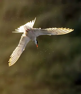 Common Tern In Flight Stampe: Common Tern, Sterna hirundo