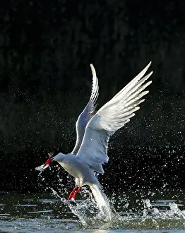 Bird Flying Over Water Stampe: Common Tern, Sterna hirundo