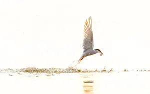 Bird Flying Over Water Stampe: Common Tern, Sterna hirundo