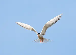 Adult Bird In Flight Stampe: Common Tern, Sterna hirundo