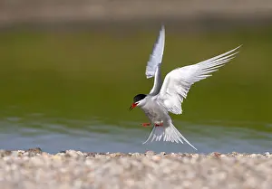 European Seabirds Flying Stampe: Common Tern, Sterna hirundo