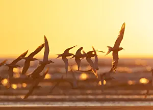 North Sea Beaches Stampe: Common Tern, Sterna hirundo
