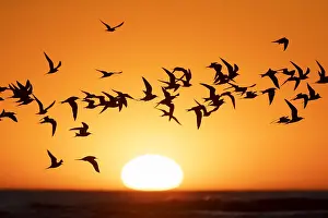Beach Sunset Scene Stampe: Common Tern, Sterna hirundo