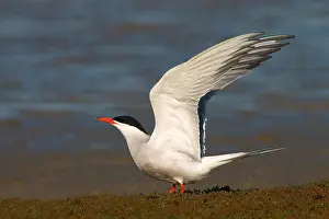 Texel Netherlands Wildlife Stampe: Common Tern, Sterna hirundo